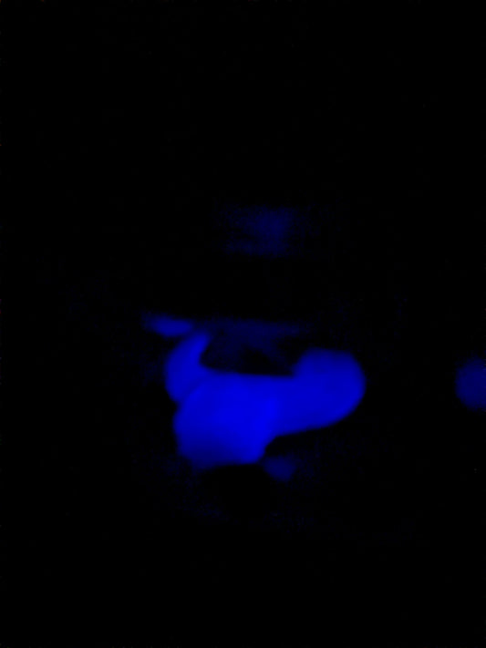 Funko pop 1251 : Ms. Marvel (Glow)