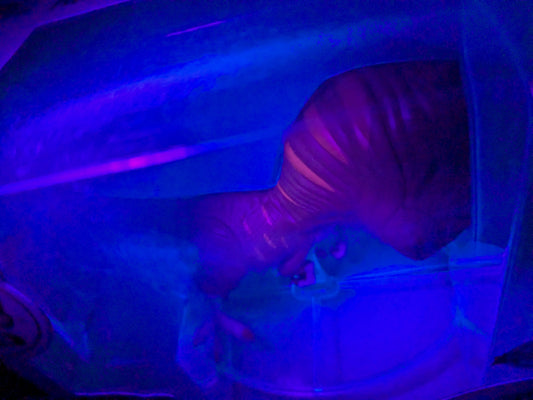 Funko pop 1216 : Atrociraptor (Panthera)