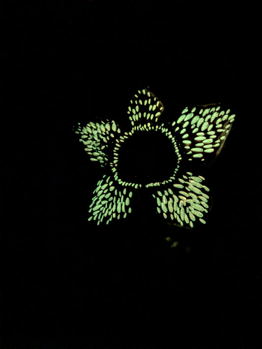 Funko pop 428 : Demogorgon (SC2022/Glow/Opened/Damaged box/3000PCS)